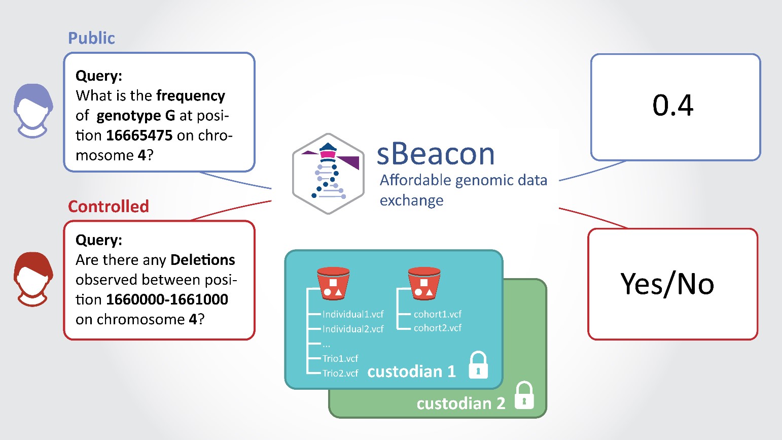 An infographic showing some steps in the query process of sBeacon. The first step is to enter a query, like what is the frequency of genome G at position 16665475 on chromosome 4? SBeacon provides an answer of 0.4 and Step 2 Query, Are there any deletions observed between position 1660000-161000 on chromosome 4? It indicates sBeacon could reply yes or no 